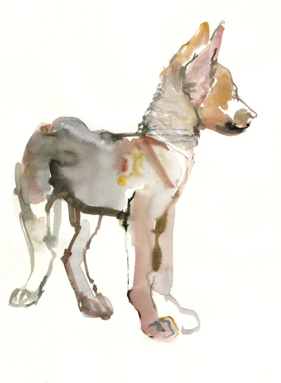Waggle (Arabian Wolf Pup), 2011, (akvarel og gouache på papir) af Mark Adlington