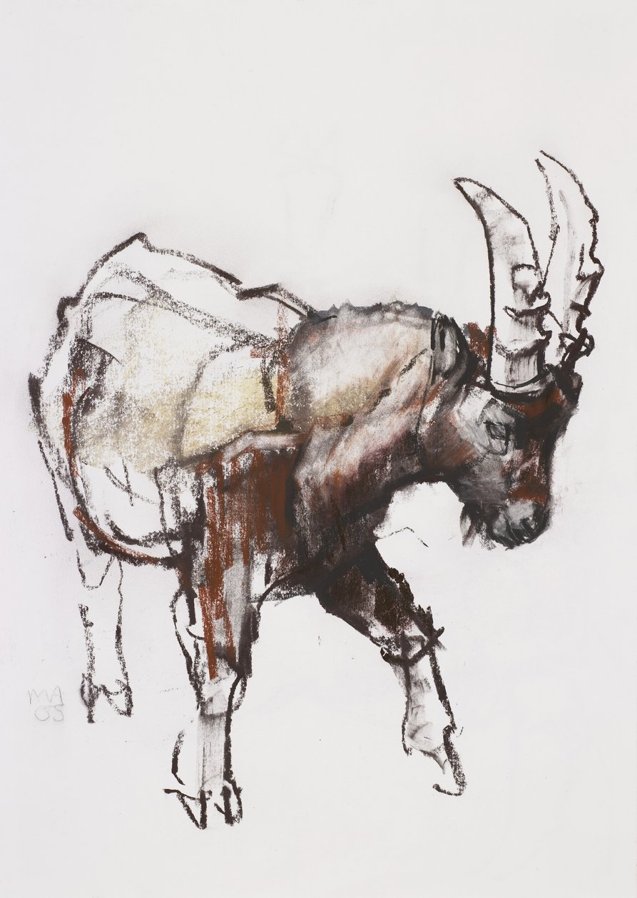 Young Ibex, Gran Paradiso, 2005 (charcoal und conte på papir) af Mark Adlington