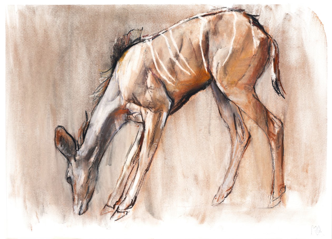 Young Kudu, Loisaba, 2018 af Mark Adlington