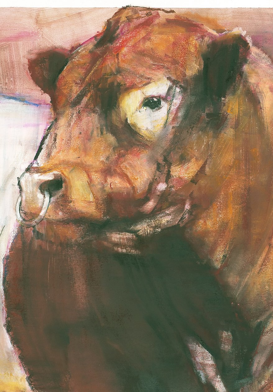 Zeus, Red Belted Galloway Bull, 2006 blandede medier på papirdetalje af 275255 af Mark Adlington