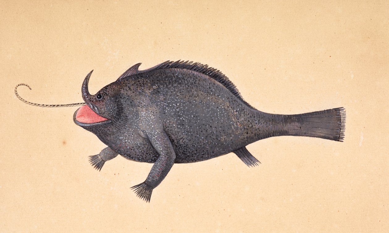 En fisk. af Mark Catesby