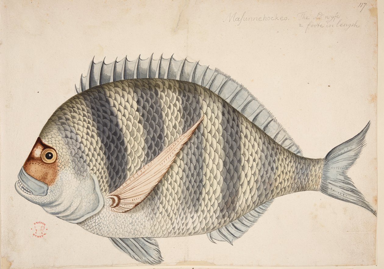 En fisk. af Mark Catesby