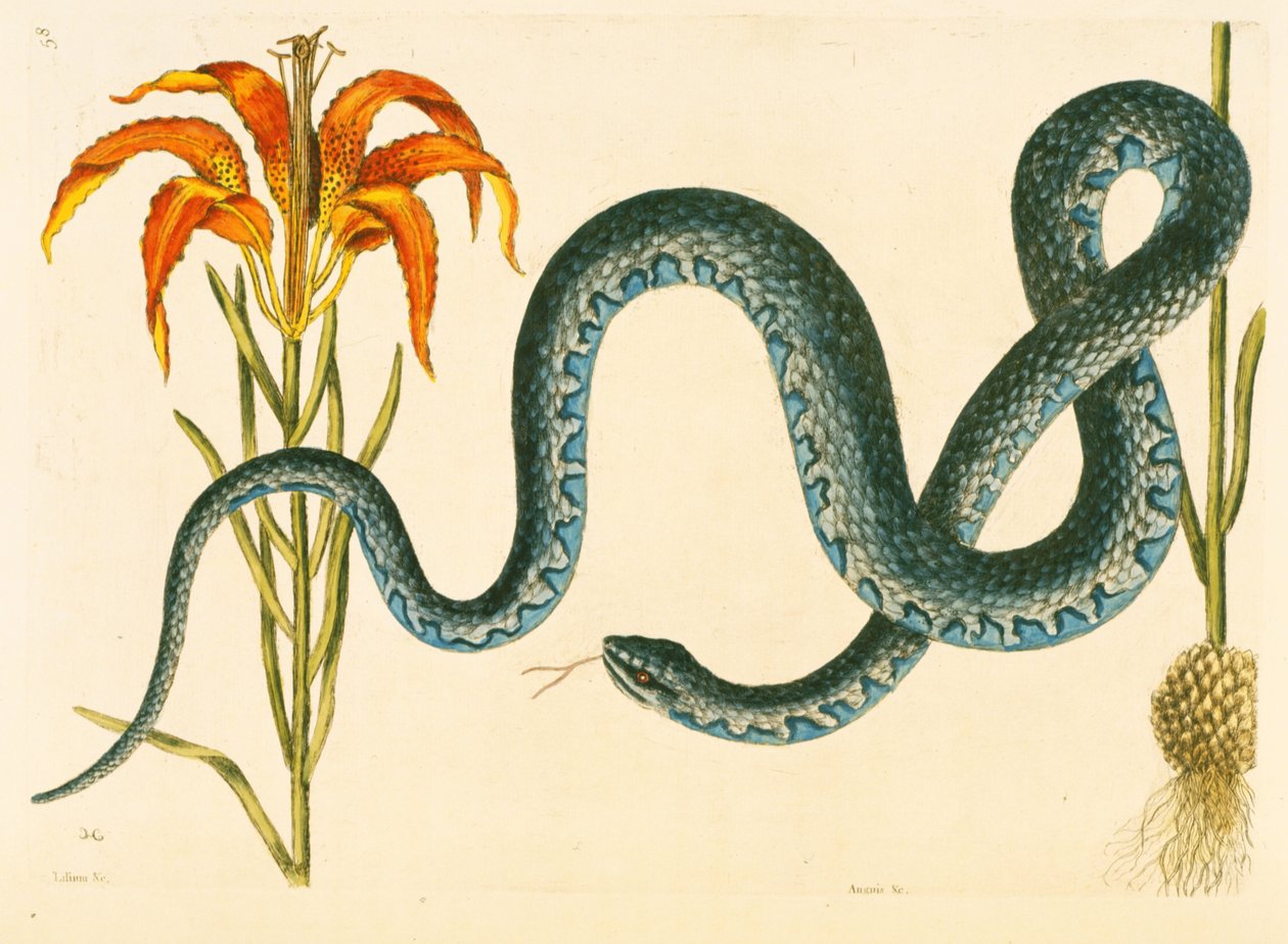 Anguis, Wampum-slangen, plade 58, bind 1 fra "Natural History of Carolina, Florida and the Bahamas". af Mark Catesby