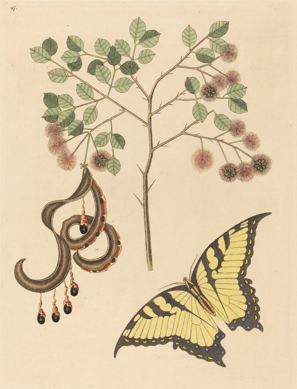 Katteklo (Mimosa circinalis) af Mark Catesby