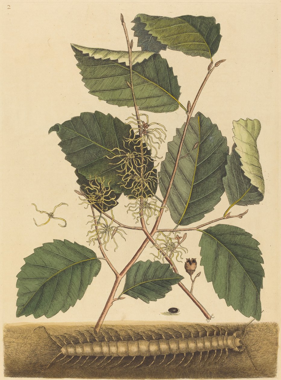 Centipede Scolopendra morsitans, udgivet 1731-1743. af Mark Catesby