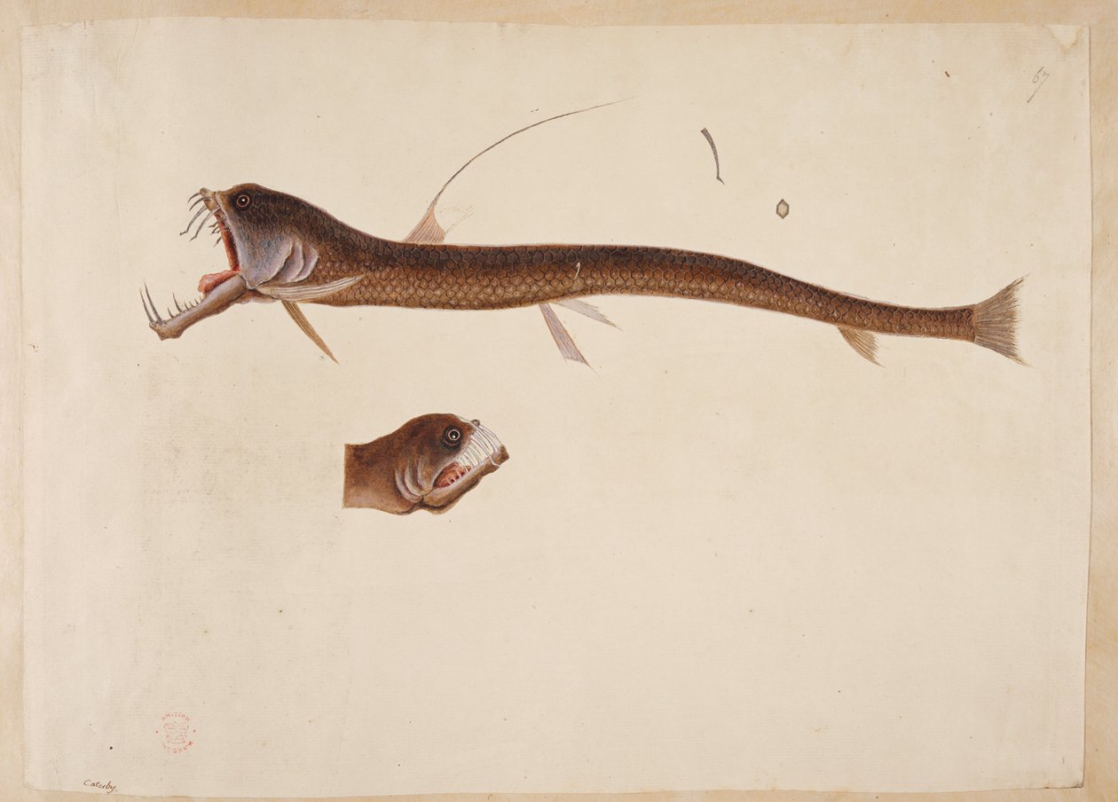 Chauliodus sloanei. Et væsen, der ligner en ål. af Mark Catesby