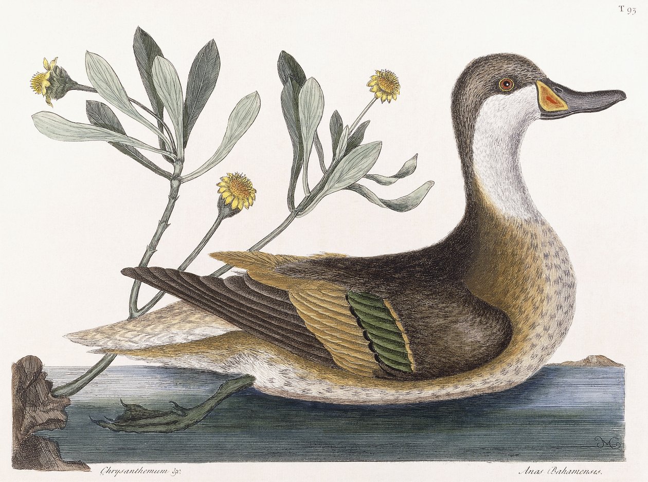 Krysantemum &c af Mark Catesby
