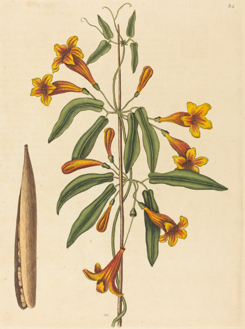 Krydsvin (Bignonia capreolata) af Mark Catesby