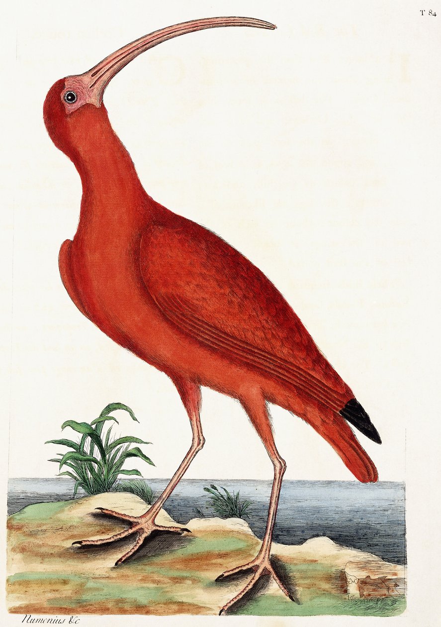 Curlew, Numenius, 1771 af Mark Catesby
