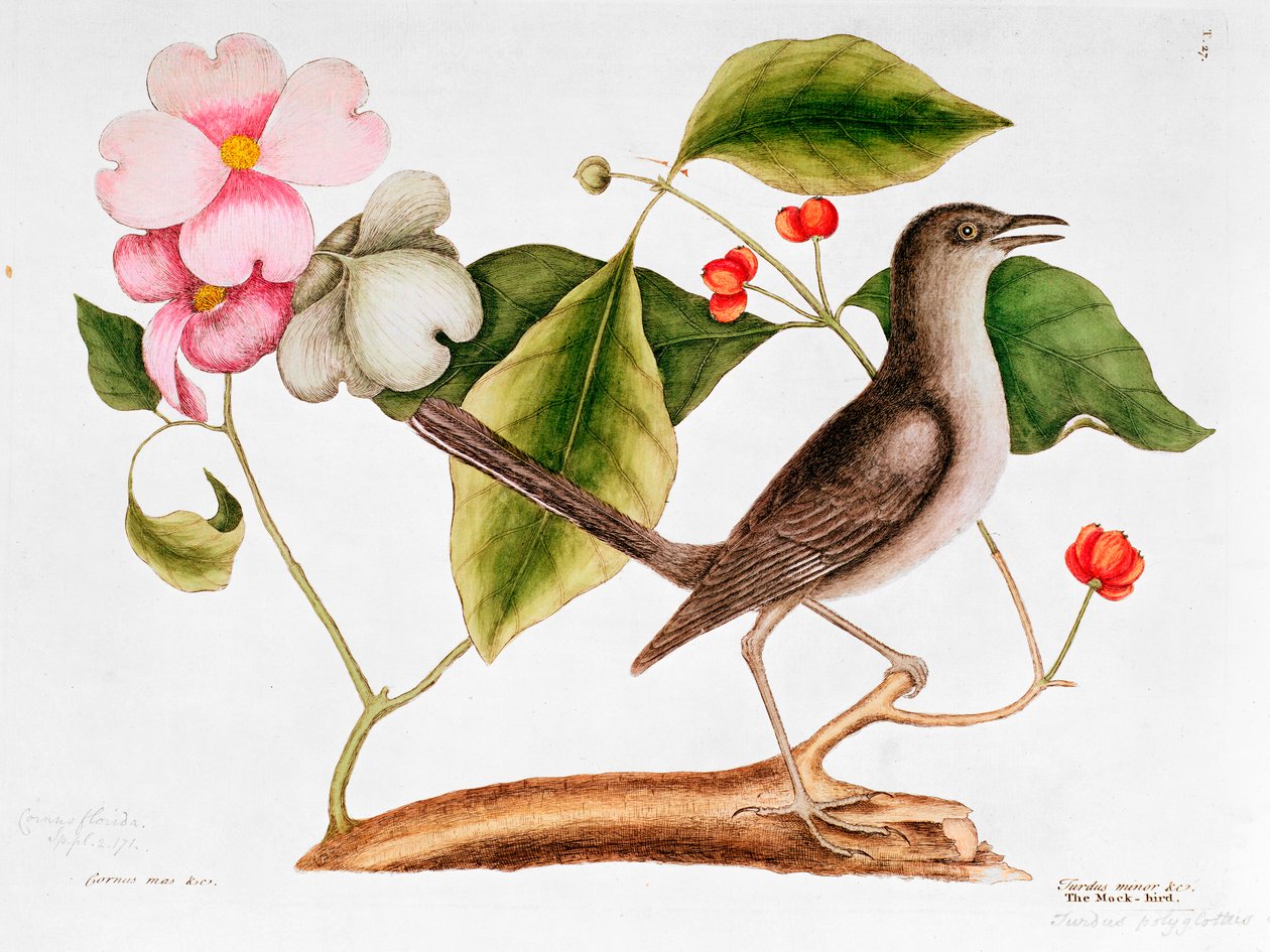 Hvidtjørn: Cornus florida og Mocking Bird fra Natural History of Carolina (1730-48) af Mark Catesby