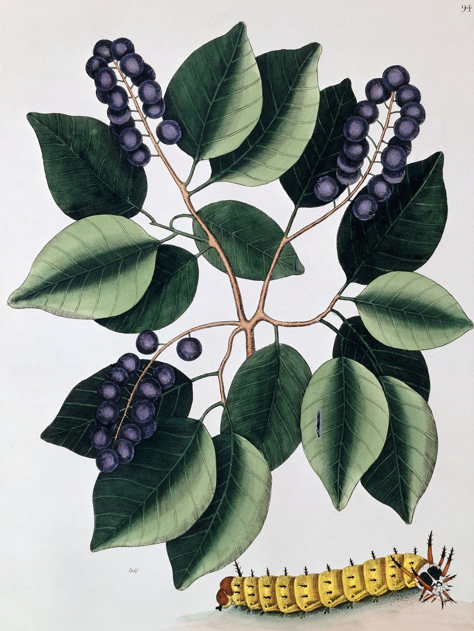 Pigeon Plum and a Great Horned Catterpillar, 1771 af Mark Catesby