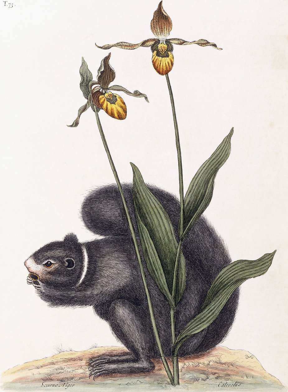 Sciurnus Niger af Mark Catesby