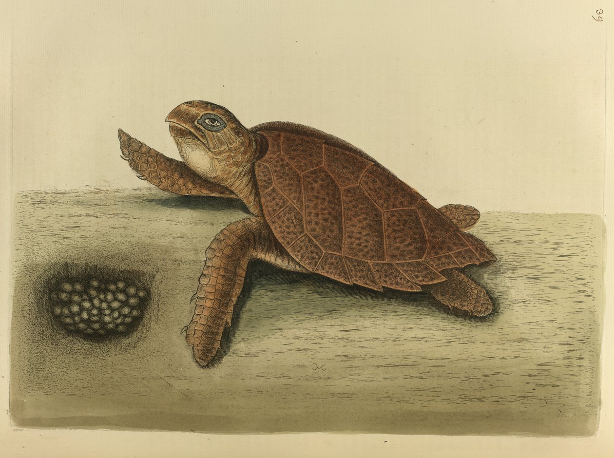 Testudo caretta. Hawks-bill skildpadden af Mark Catesby