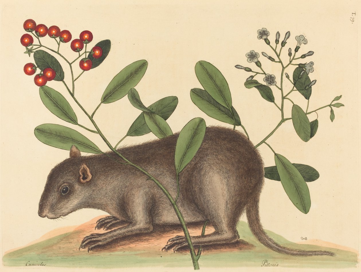 Bahama Coney (Mus Monax) af Mark Catesby