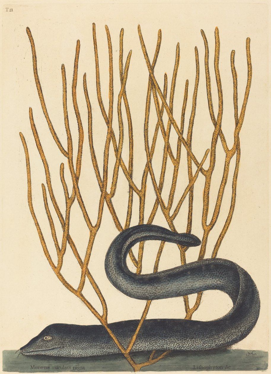 Den Sorte Muray af Mark Catesby