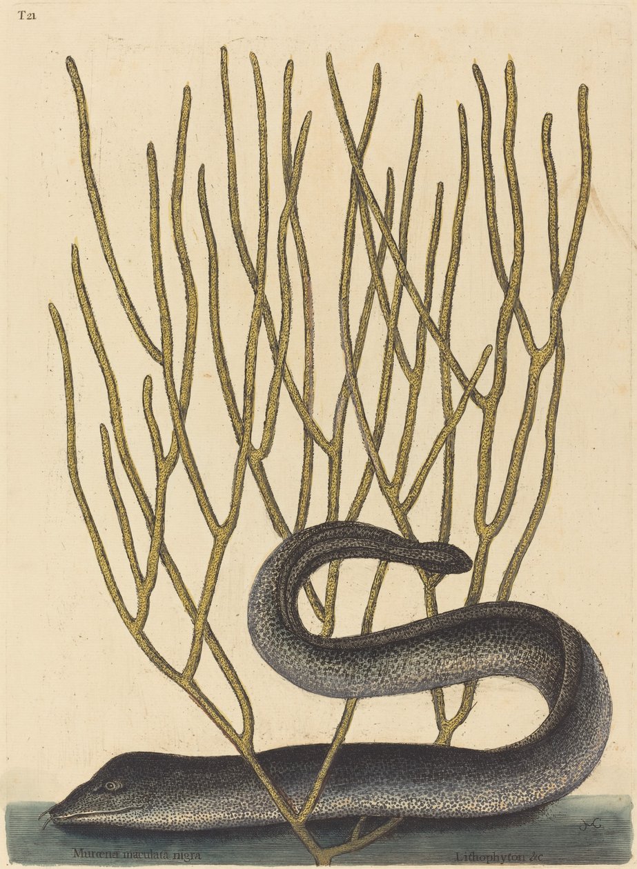 Den Sorte Muray af Mark Catesby