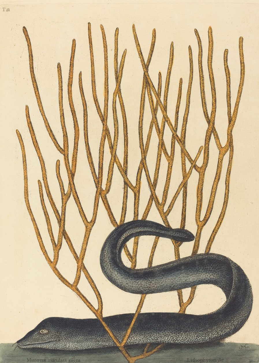 The Black Murai Moorene Helena Varietus, udgivet 1754. af Mark Catesby