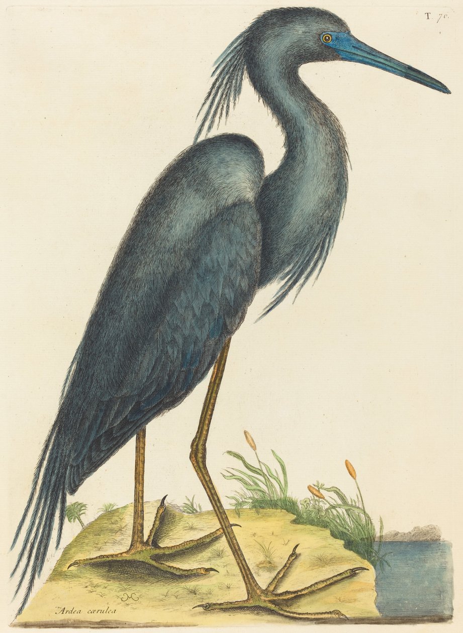 Den blå hejre (Ardea coerulea) af Mark Catesby