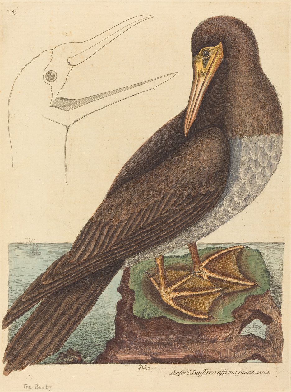 The Booby (Pelecanus Sula) af Mark Catesby