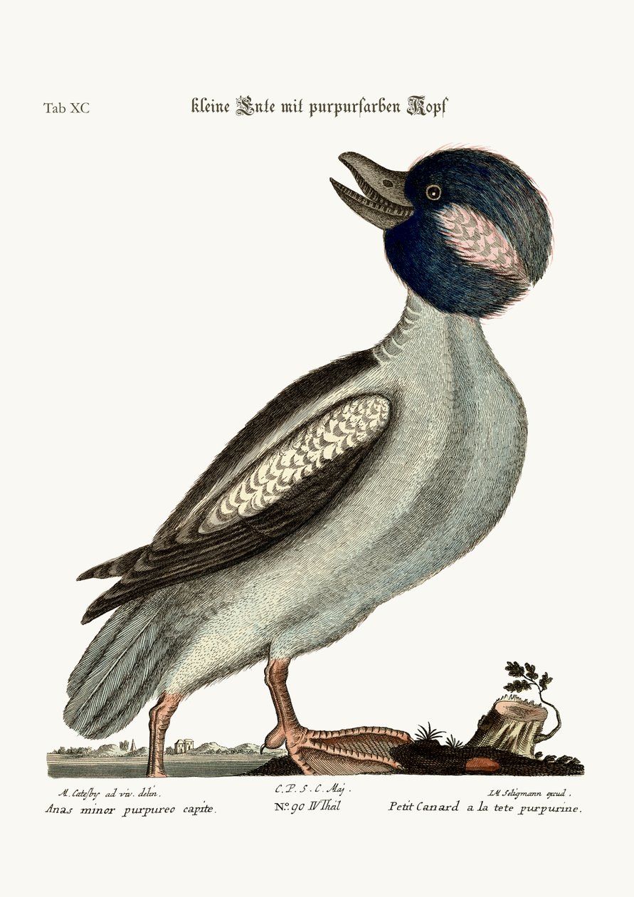 Buffelhovedanden, 1749-73 af Mark Catesby