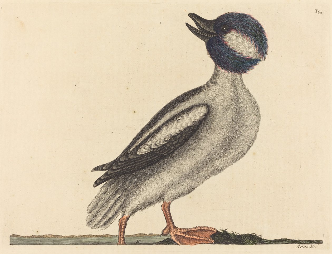 Buffelhovedanden Anas bucephala, udgivet 1731-1743. af Mark Catesby