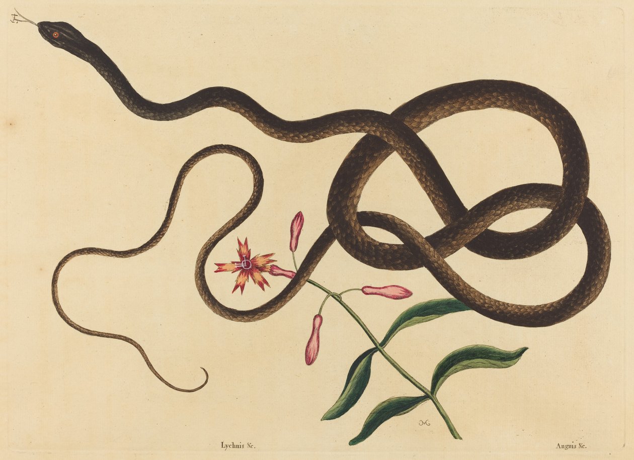 Coach-Pisk Snake (Coluber flagellum) af Mark Catesby