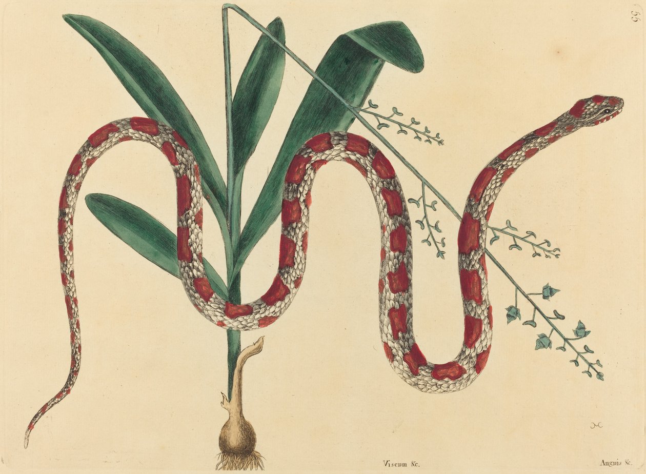 Corn Snake Coluber Fulvius, udgivet 1731-1743. af Mark Catesby