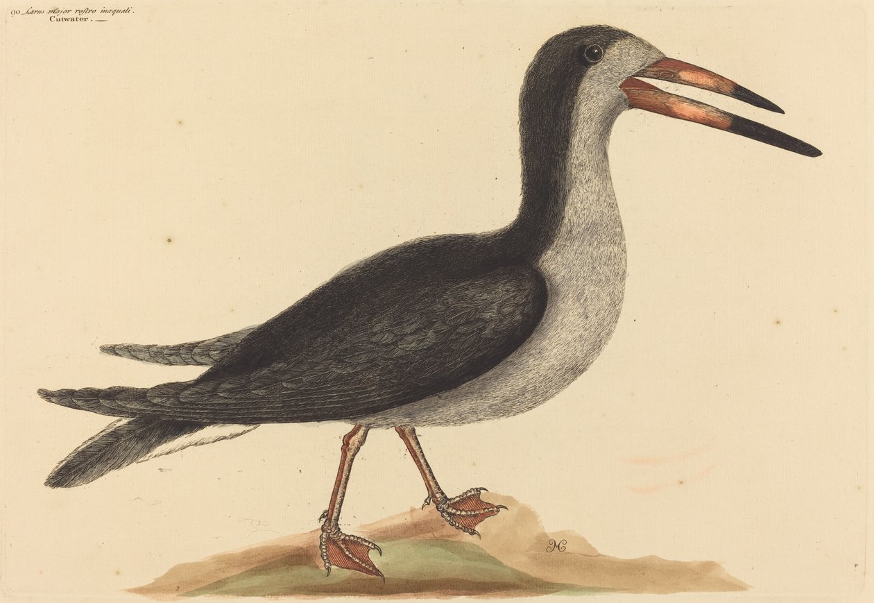 The Cutwater (Rhynchops nigra) af Mark Catesby
