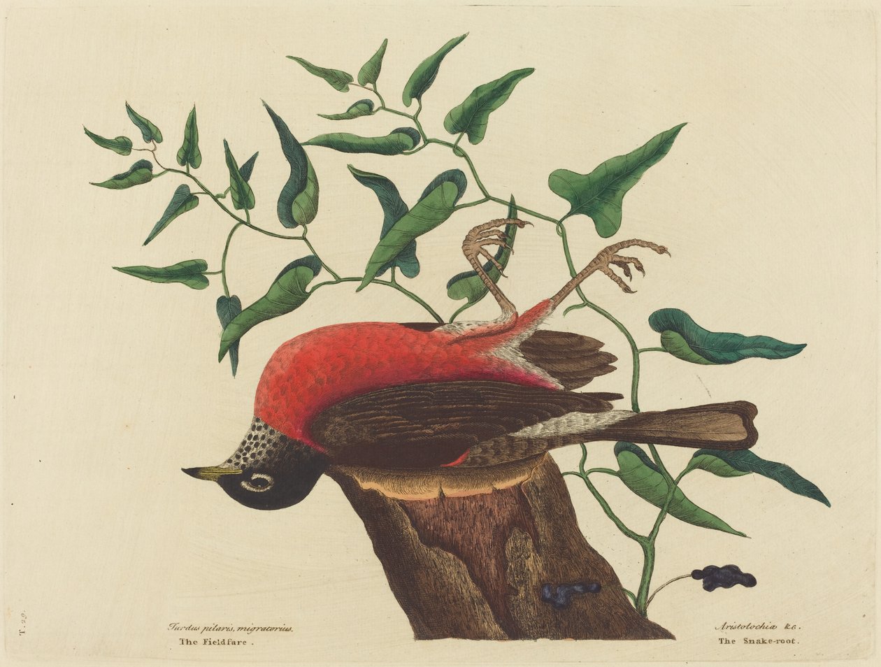 The Fieldfare of Carolina Turdus migratorius, udgivet 1731-1743. af Mark Catesby