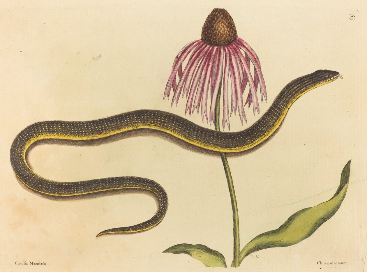 Glasslangen (Anguis ventralis) af Mark Catesby