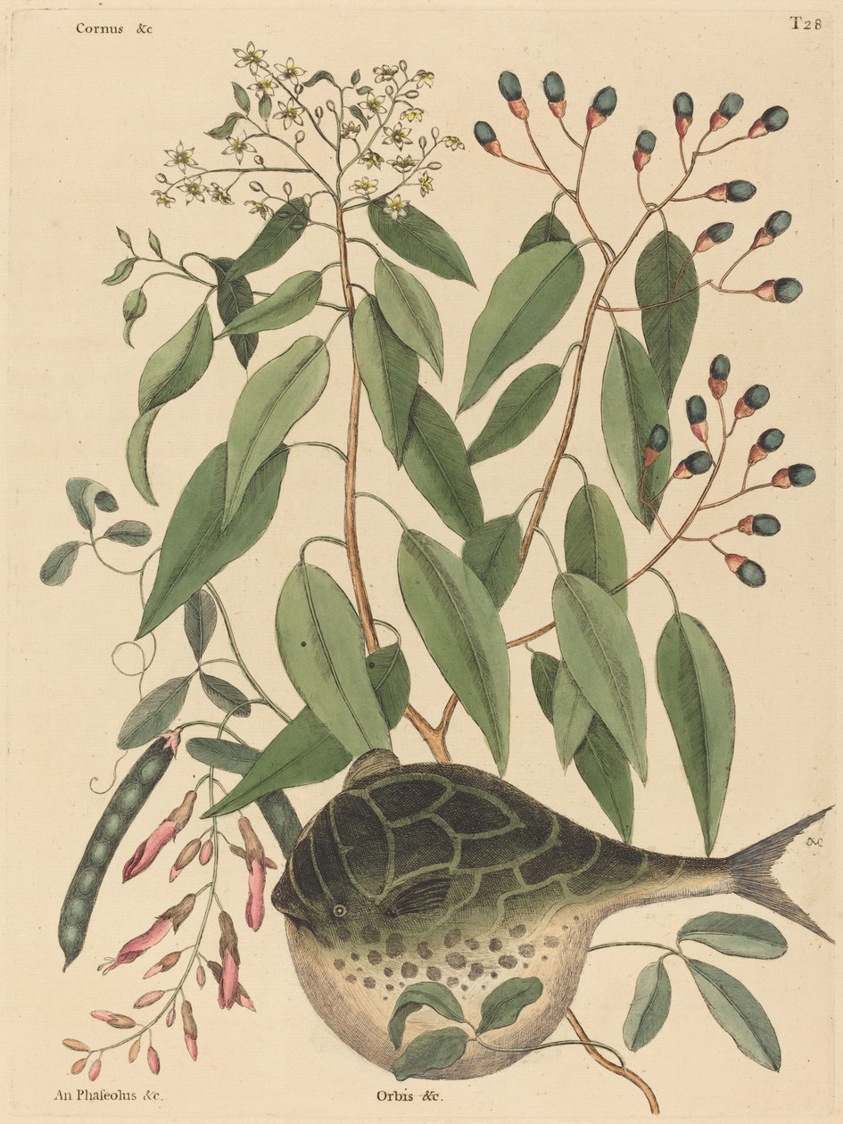 The Globe Fish (Tetrodon lagocephalus) af Mark Catesby