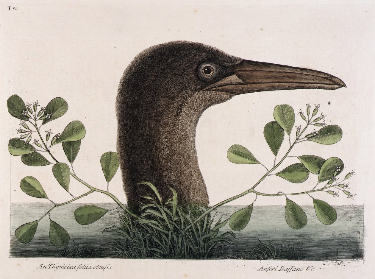Den store suler (An Thymelaea foliis obtusis, Anseri Bassano  c.) af Mark Catesby