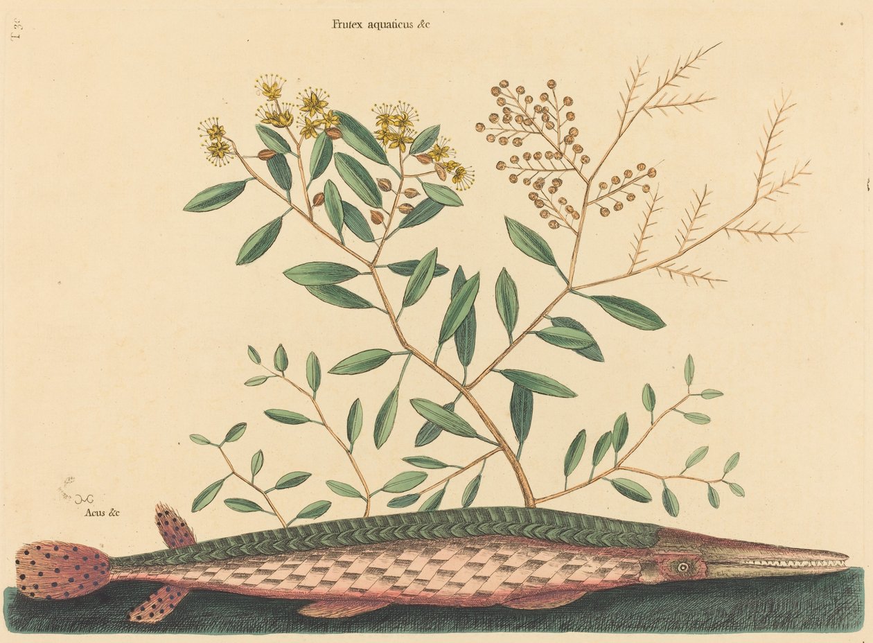 The Green Gar Fish Esox osseus, udgivet 1731-1743. af Mark Catesby