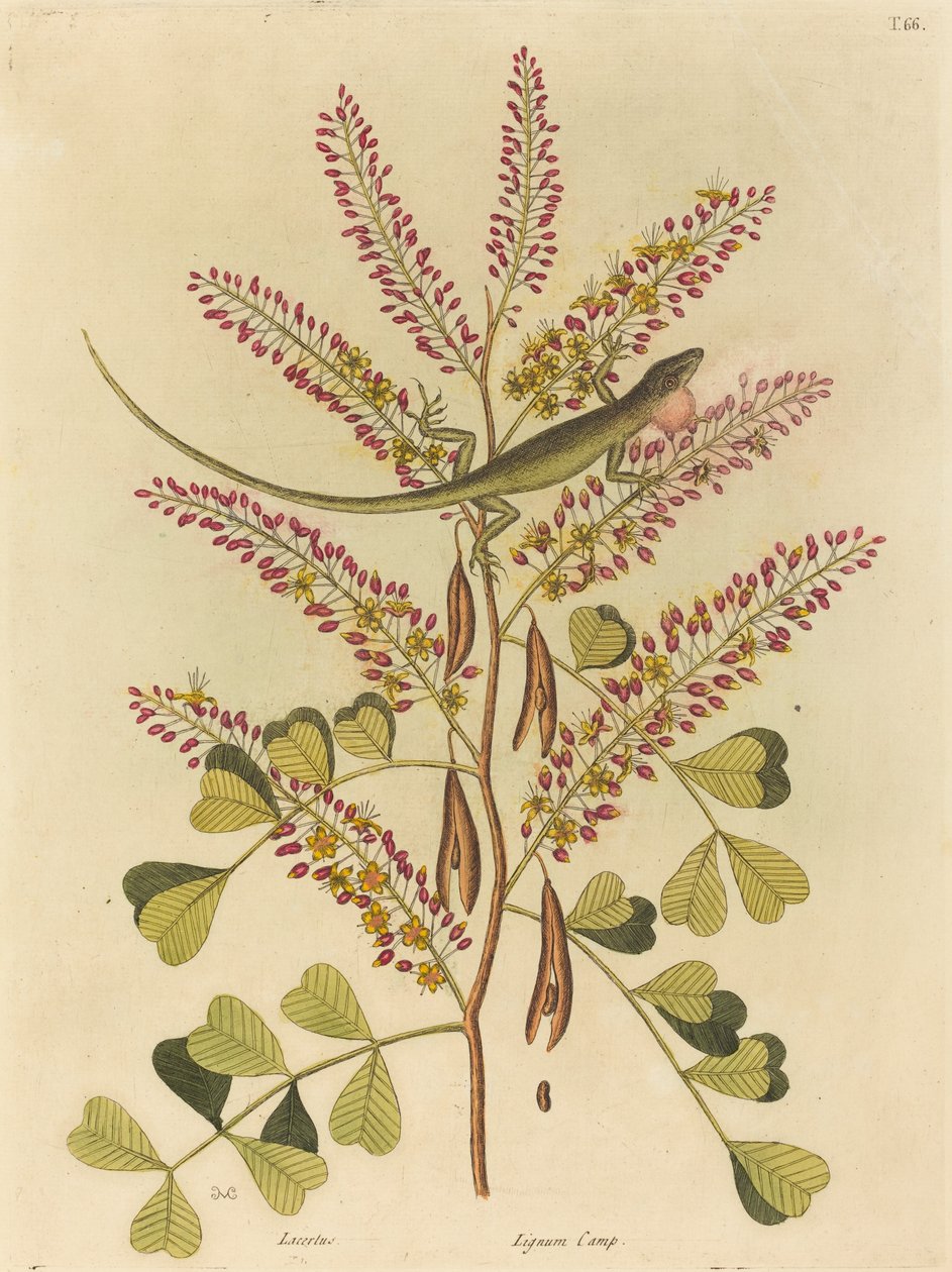 Den grønne firben fra Jamaica (Lacerta bullaris) af Mark Catesby