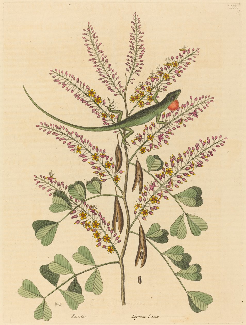 The Green Lizard of Jamaica Lacerta bullaris, udgivet 1731-1 af Mark Catesby