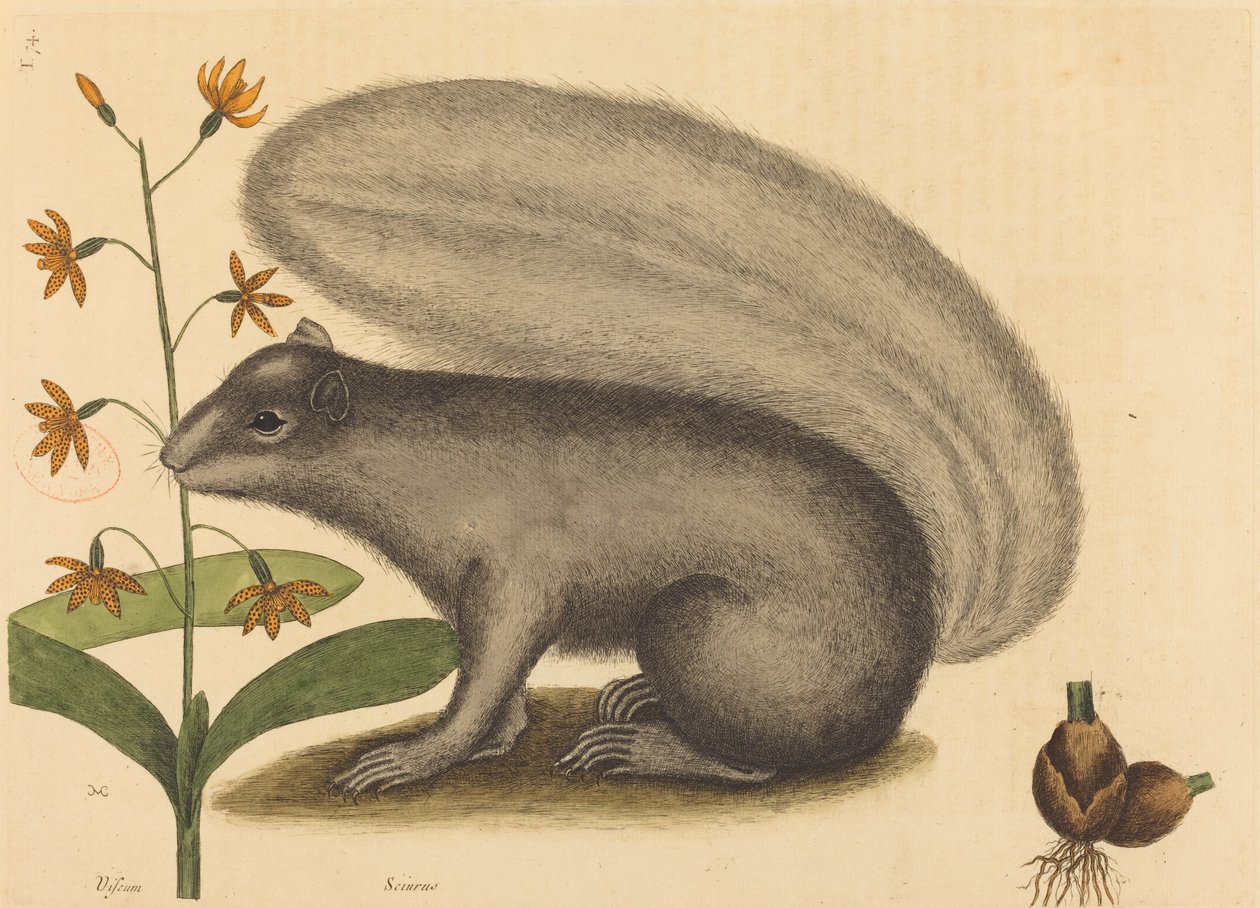 Det grå ræveegern (Sciurus cinereus) af Mark Catesby