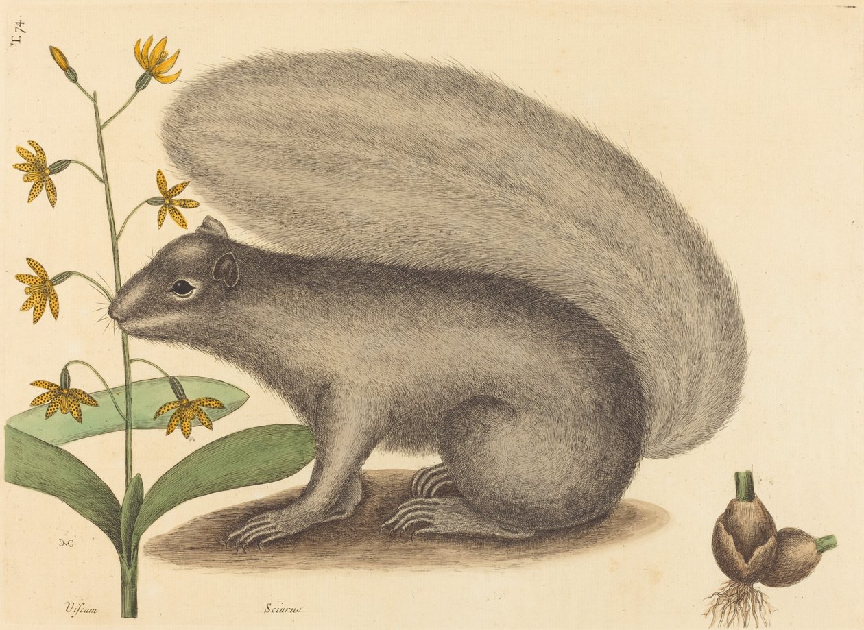 Det grå ræveegern Sciurus cinereus, udgivet 1731-1743. af Mark Catesby