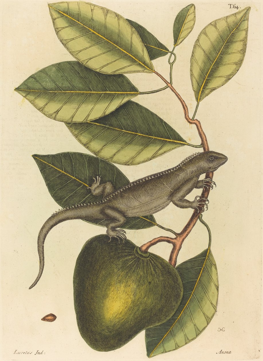 Guana Lacerta Iguana, udgivet 1731-1 af Mark Catesby