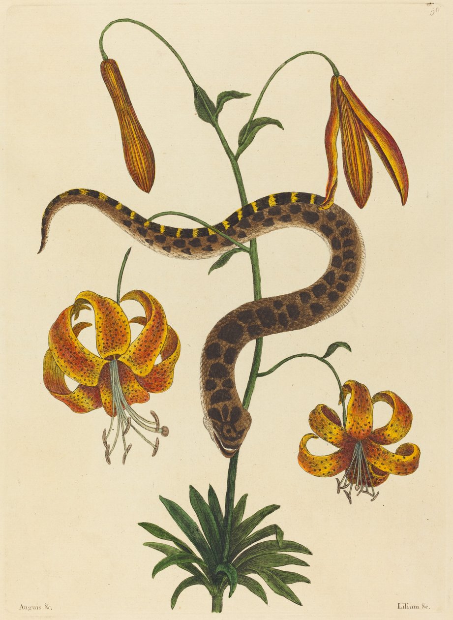The Hog-nose Snake (Boa contortrix) af Mark Catesby