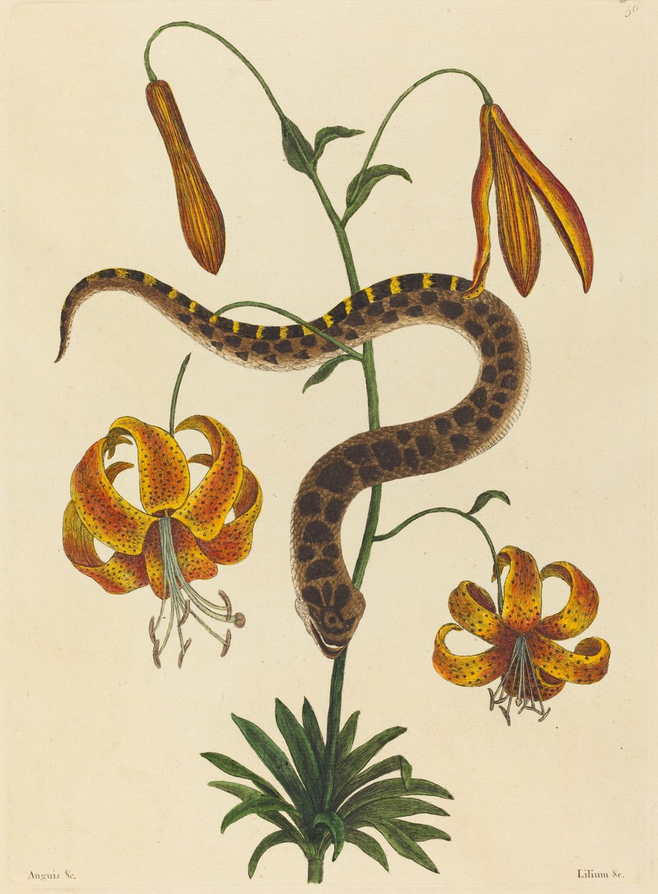 The Hog-nose Snake Boa contortrix, udgivet 1731-1743. af Mark Catesby