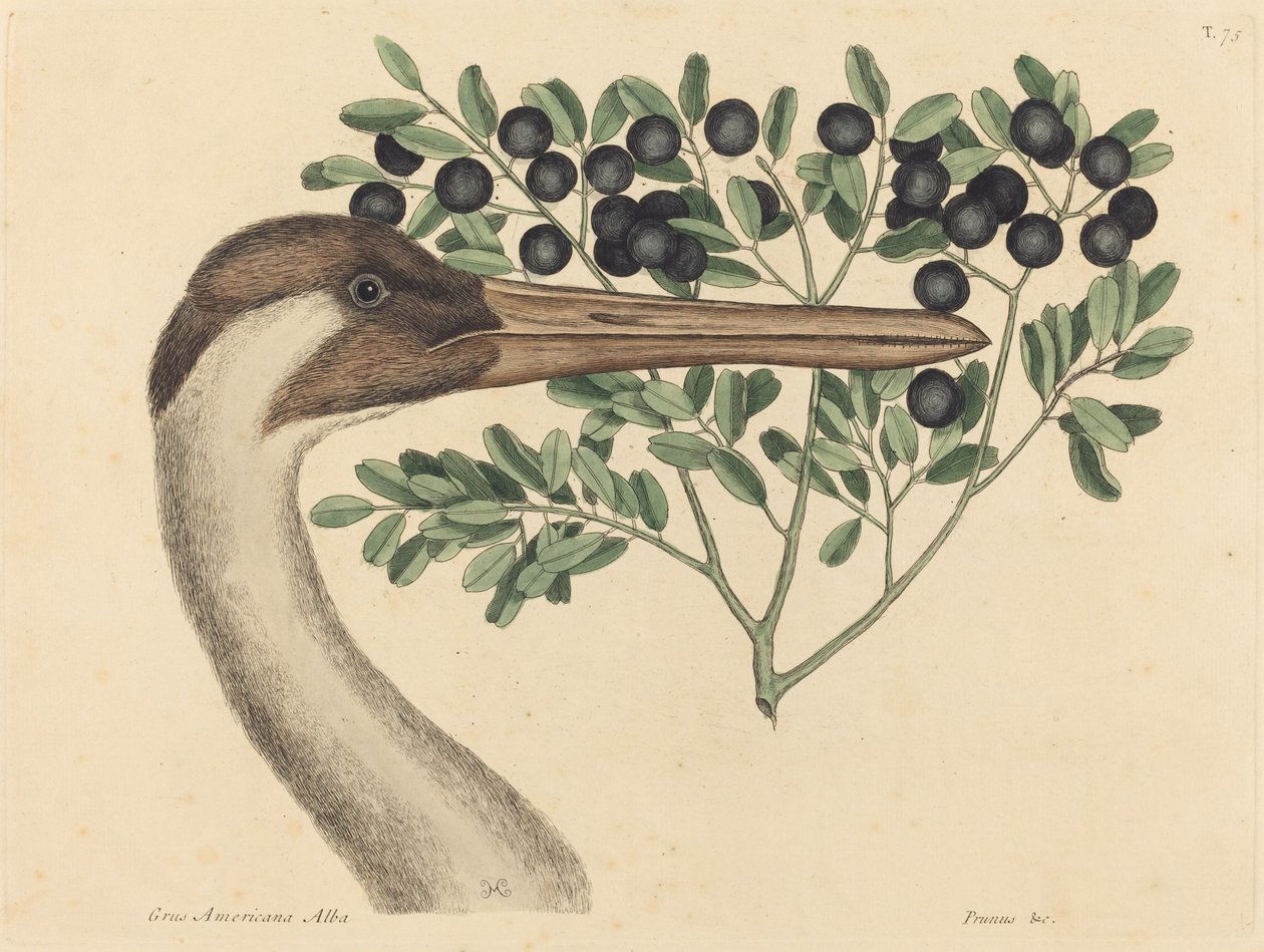 Hooping Crane (Ardea Americana) af Mark Catesby