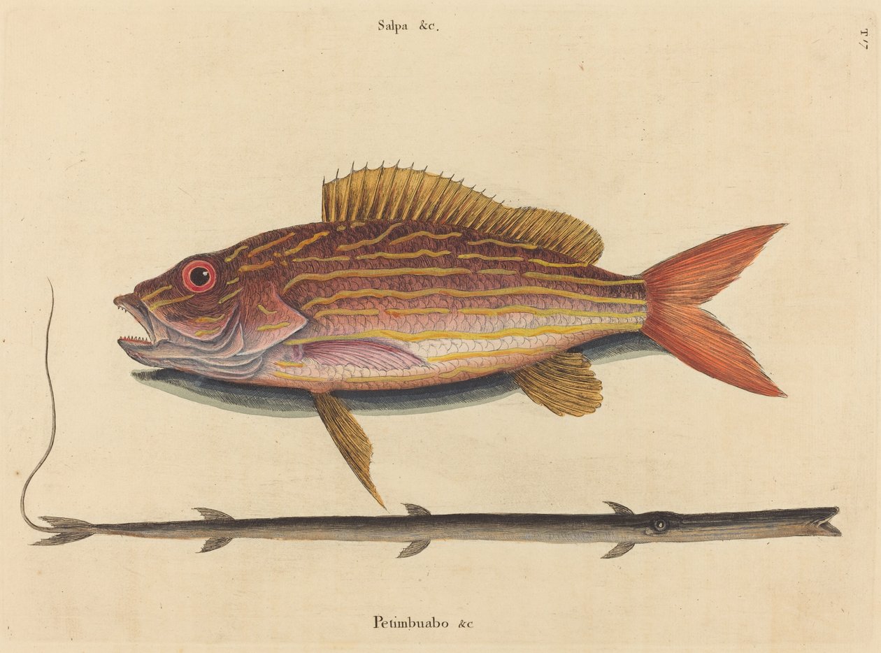 Lane-snapperen (Sparus synagris) af Mark Catesby