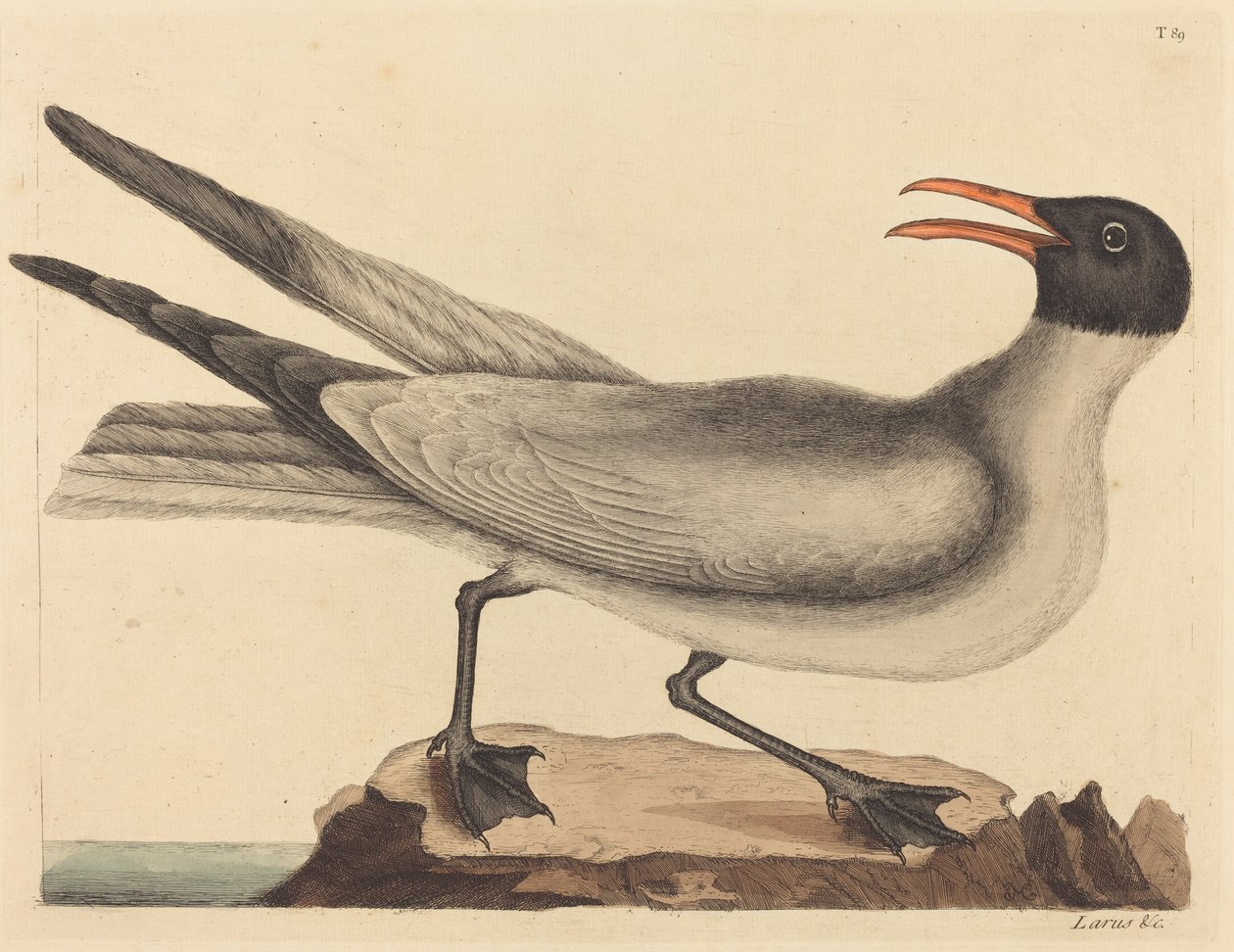 Lattermågen Larus articilla, udgivet 1731-1743. af Mark Catesby