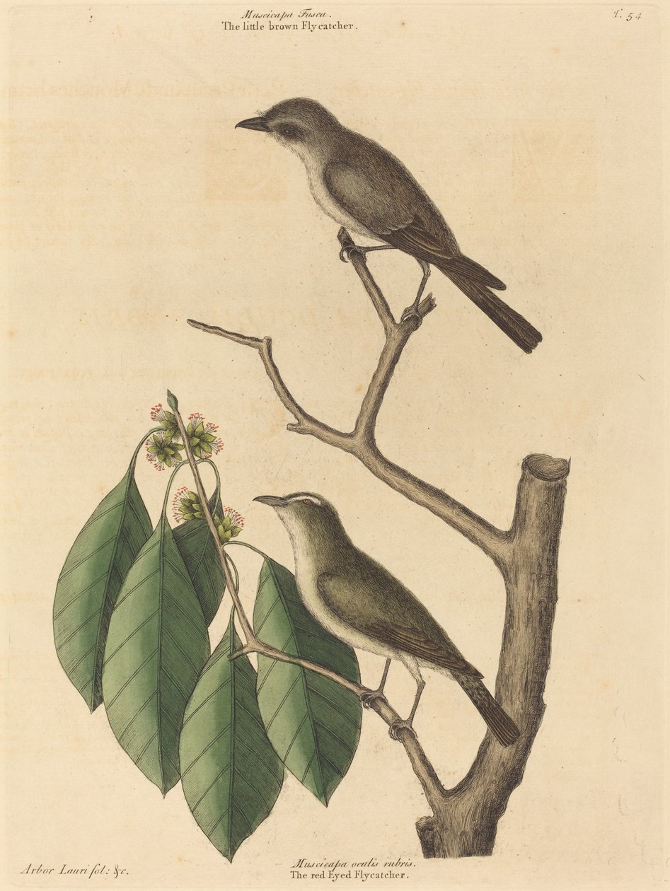 Den lille brune fluesnapper, udgivet 1731-1743. af Mark Catesby