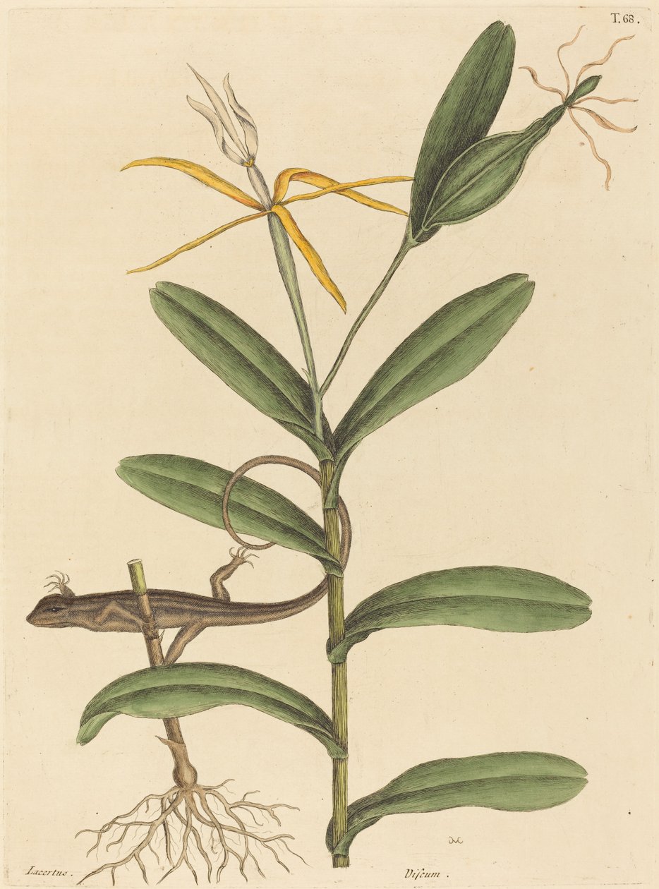 Lyon-øglen (Lacerta 6-lineata) af Mark Catesby