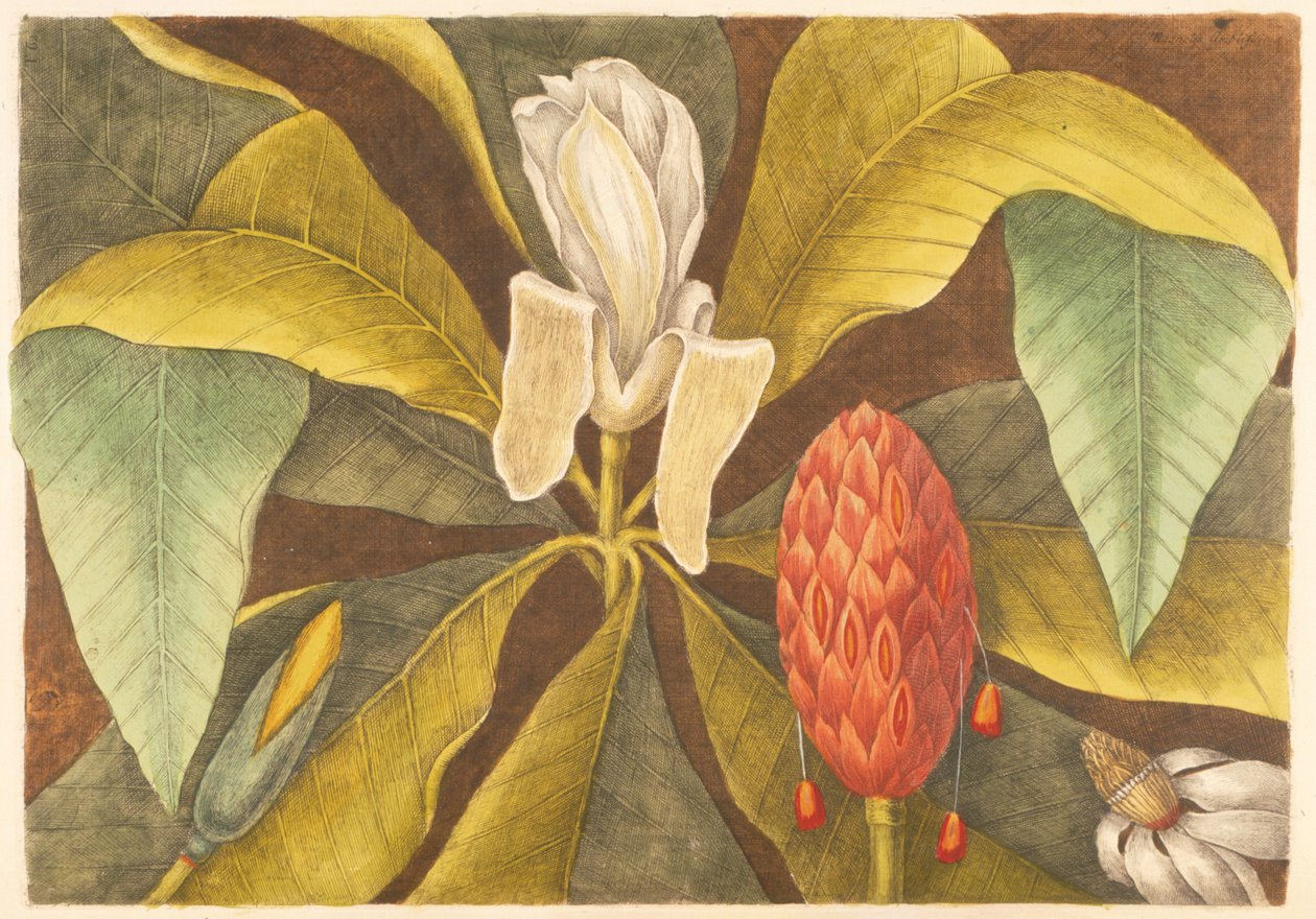 The Magnolia, plade 68, vol. 1 fra 