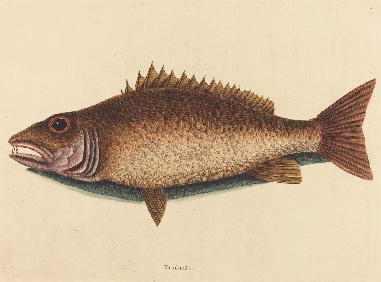 Mangrovesnapperen (Labrus griseus) af Mark Catesby