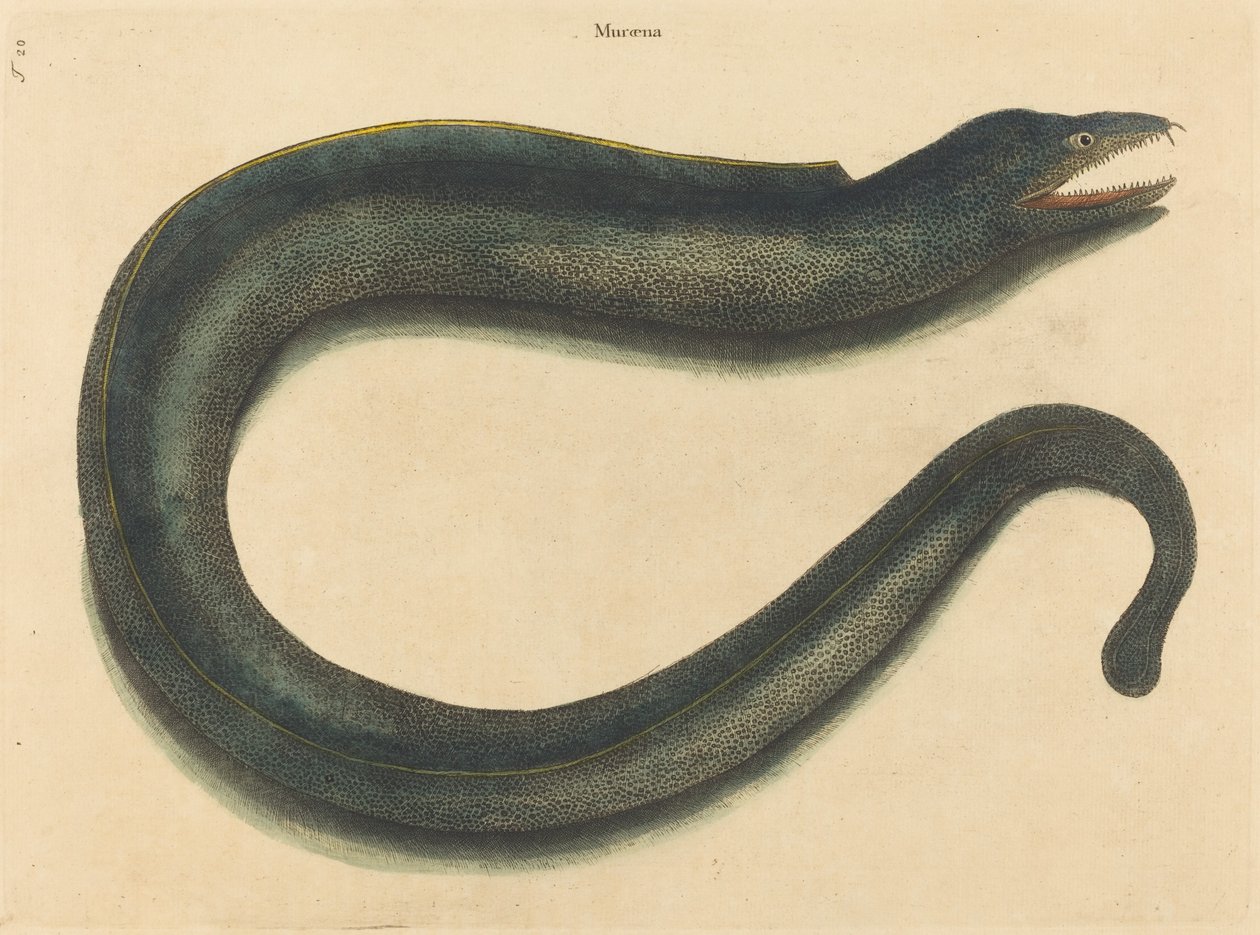 Muray Muraena Hell, udgivet 1731-1 af Mark Catesby