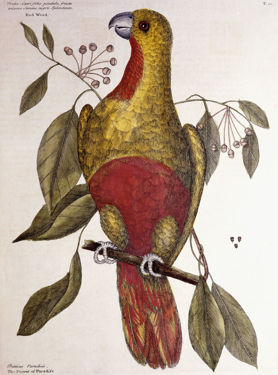 Paradisets papegøje, 1771 af Mark Catesby