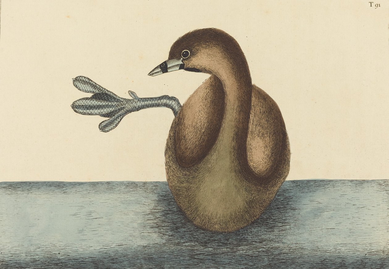 The Pied-billed Dobchick Colymbus podiceps, udgivet 1731-1743. af Mark Catesby